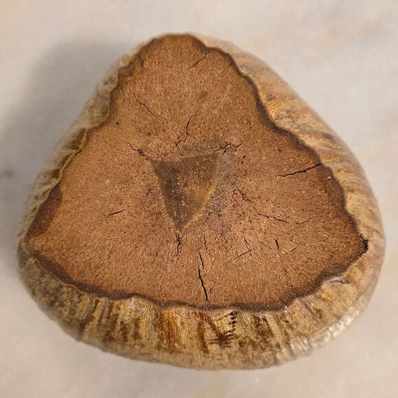 Coconut Shell Pot Planter for Orchid Flowers Cactus African Pot Handcrafted - Picture 6 of 7